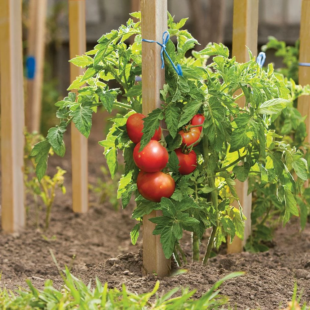 Thing Landscape Fabric & Stakes 6-Pack 60-in Wood Landscape Stakes 2 Thing Landscape Fabric & Stakes 6-Pack 60-in Wood Landscape Stakes - Image 2