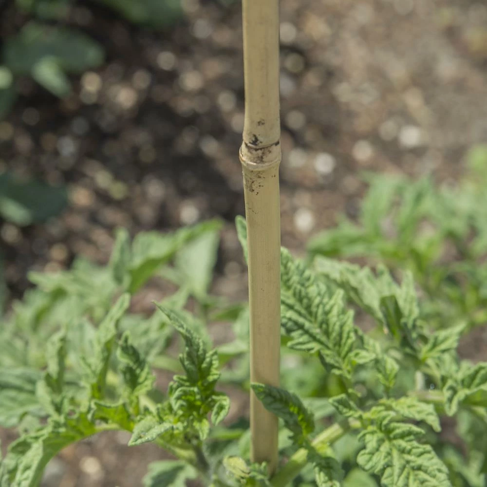 Bond Landscape Fabric & Stakes 25-Pack 48-in Bamboo Landscape Stake 2 Bond Landscape Fabric & Stakes 25-Pack 48-in Bamboo Landscape Stake - Image 2