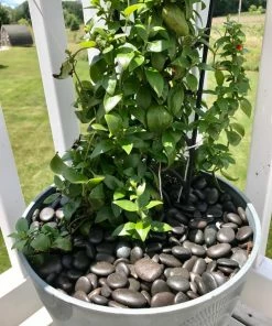 AKASHA Landscaping Rock 5-lb Black Indoor Decorative Rock -Landscaping Online Outlet 17076050